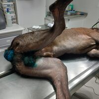 Tyson Galgo