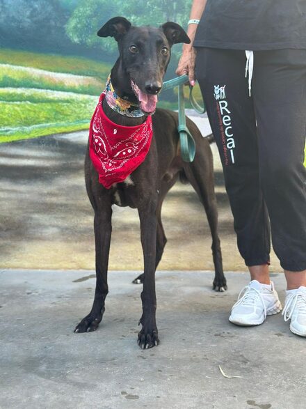 Tyson Galgo