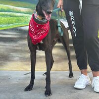 Tyson Galgo