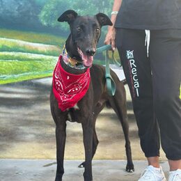 Tyson Galgo