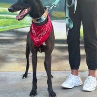 Tyson Galgo