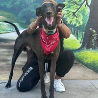 Tyson Galgo