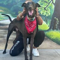 Tyson Galgo