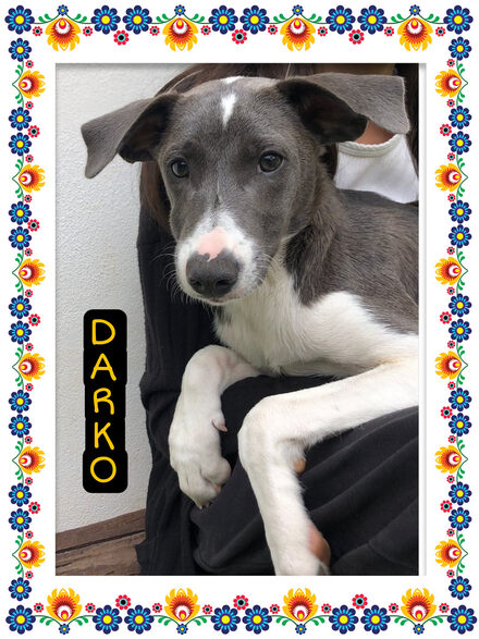 Darko