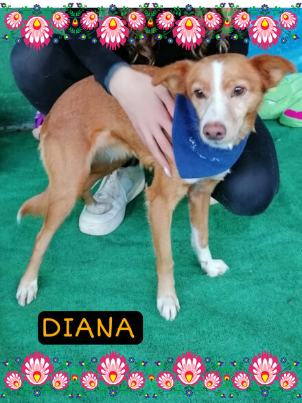 Diana