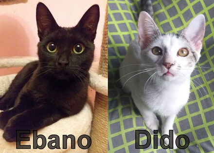 Dido
