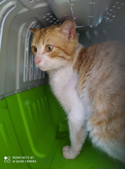 Kichi