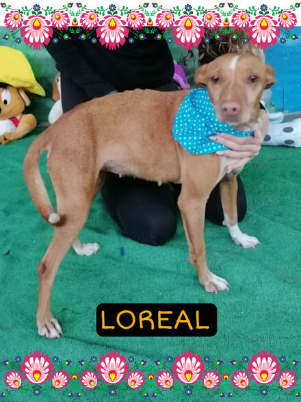 Loreal