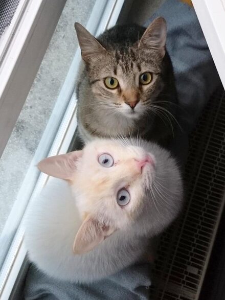N & C