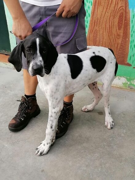 Pongo Puppy
