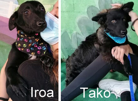 Iroa-Tako