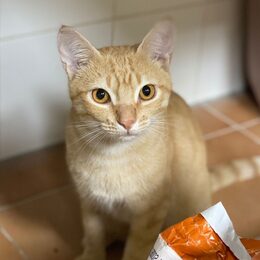 Mauro