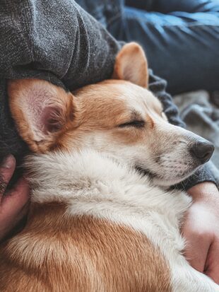 Hund auf dem Sofa